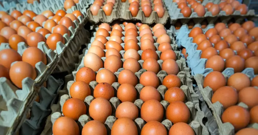 Egg cartons at the store