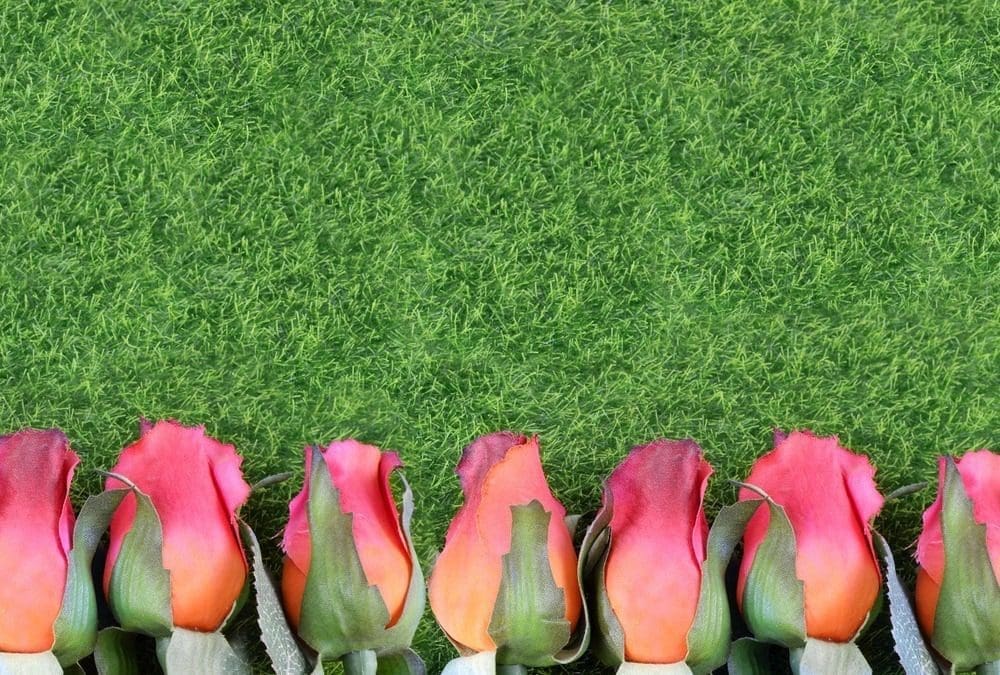 Kentucky Derby roses.