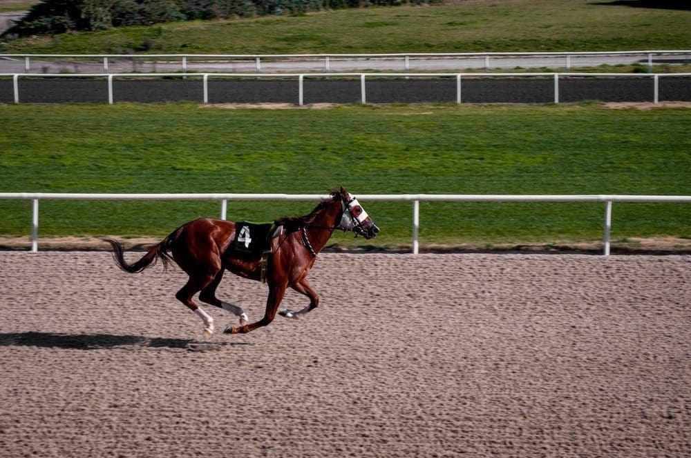 Female race horse.