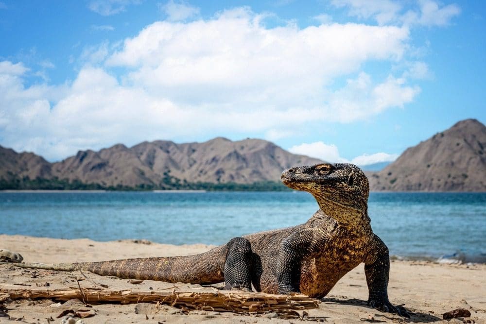 Picture of a Komodo Dragon