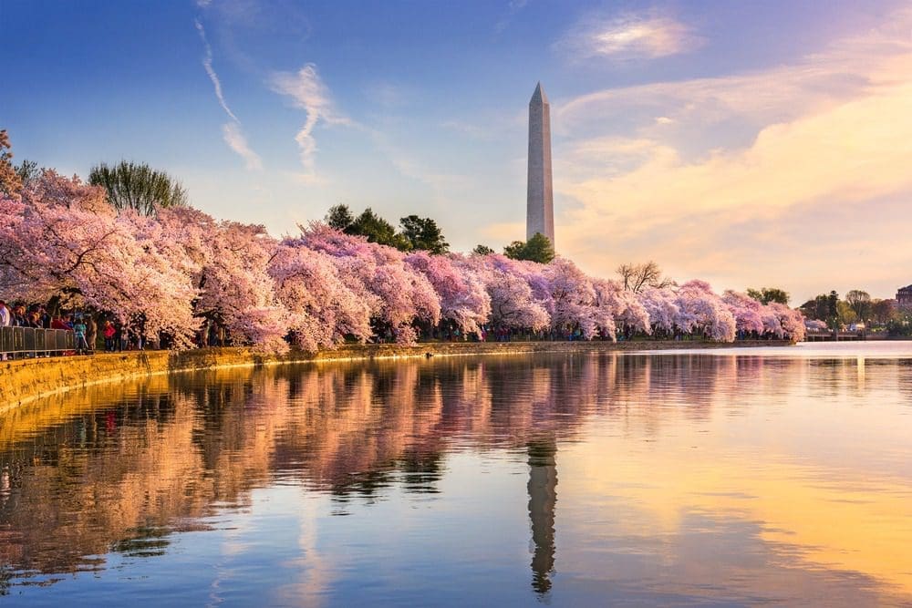 Picture of Cherry Blossoms