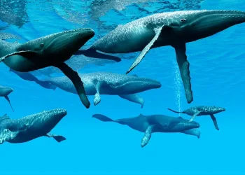 Polymarket Whales Hijack Zelenskyy Suit Market