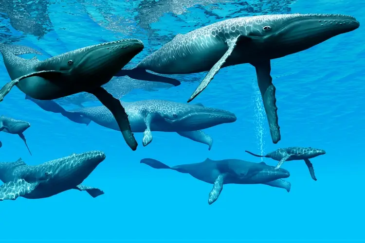 Polymarket Whales Hijack Zelenskyy Suit Market