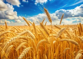 Evolution from grain futures to sports event contracts