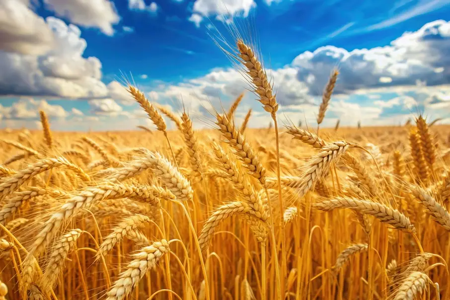 Evolution from grain futures to sports event contracts