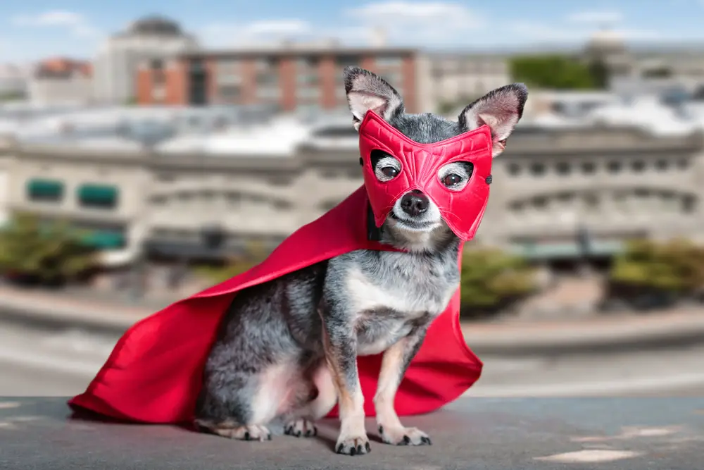 Underdog Launching Prediction Markets